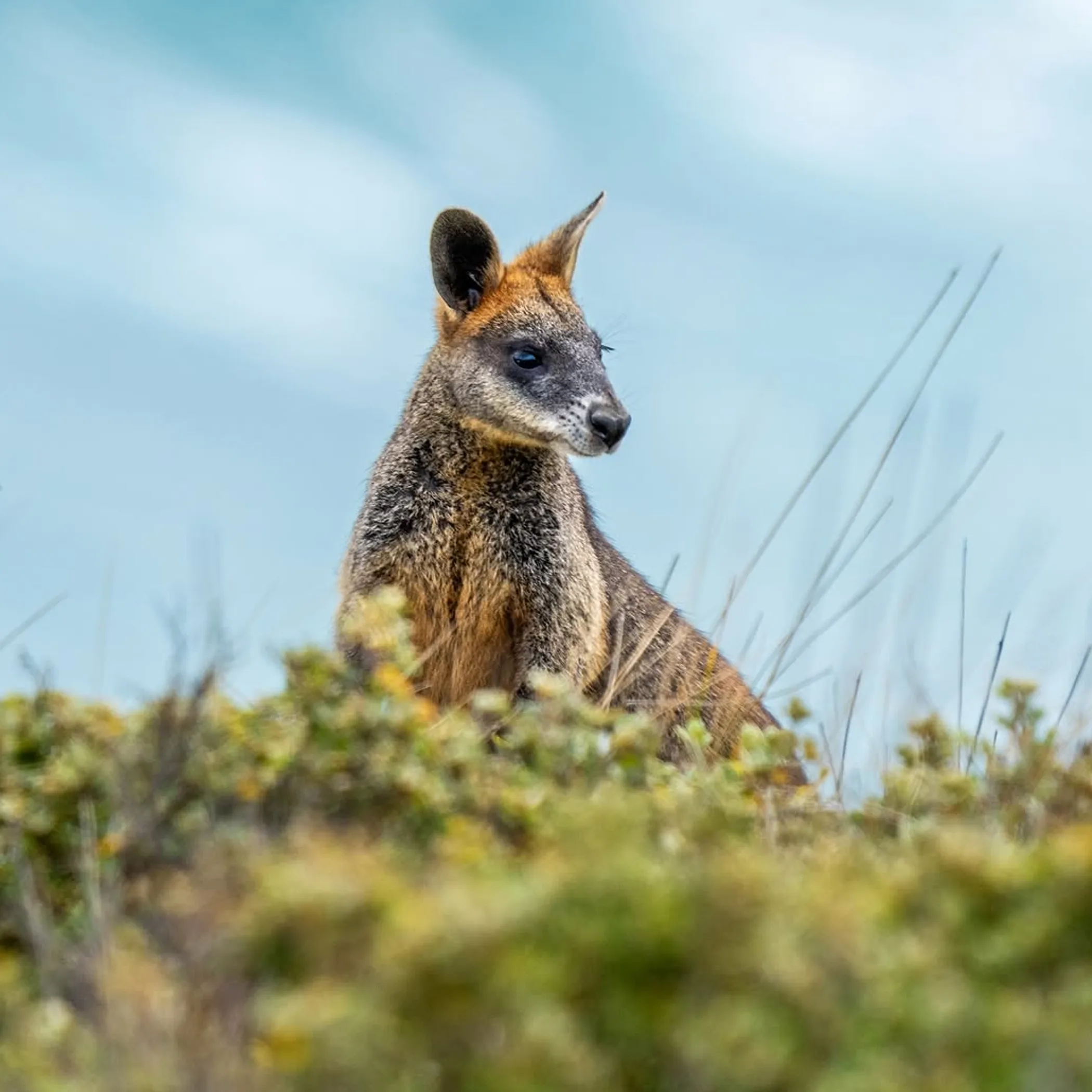 wallaby on grass at phillip island