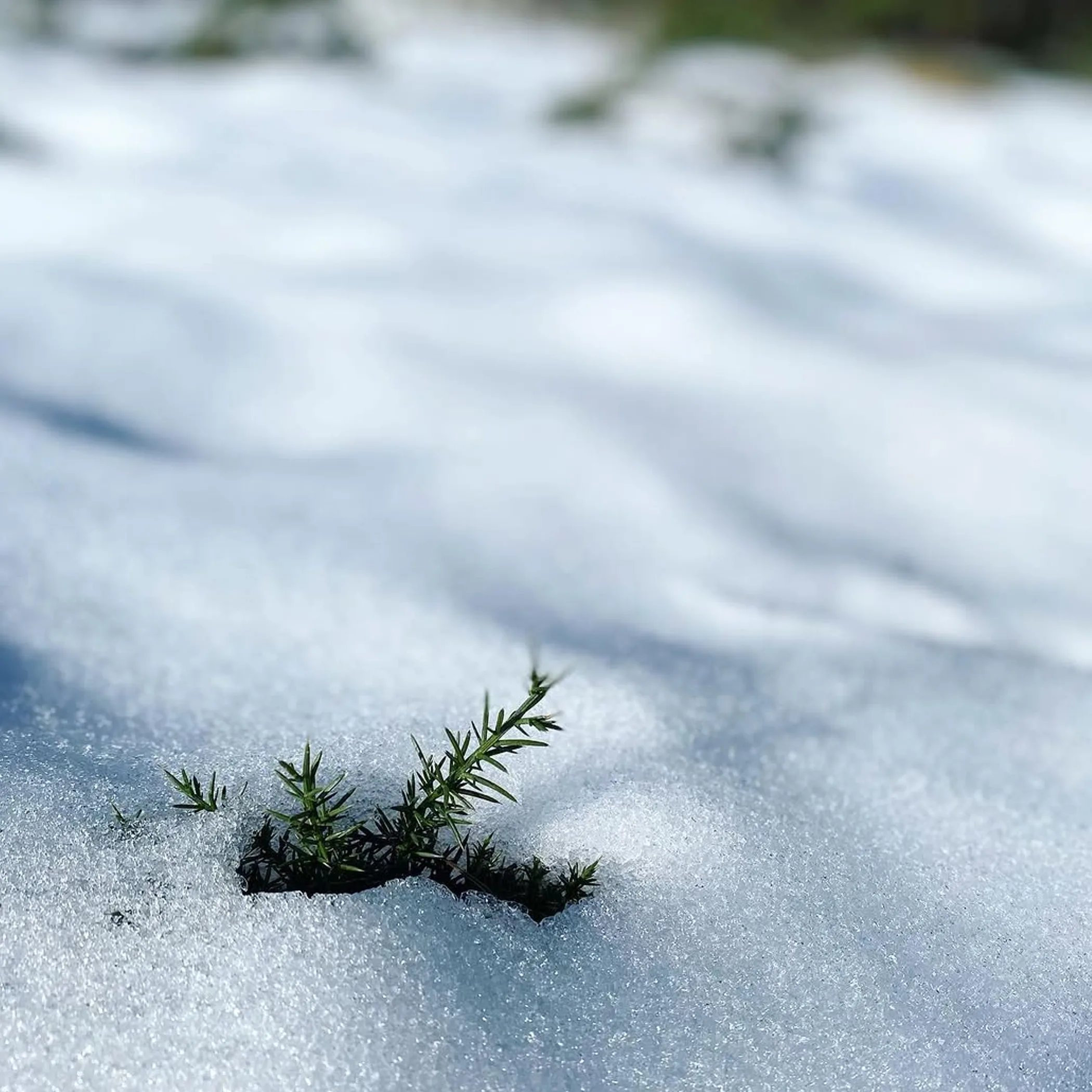 victorian snow and winter conditions