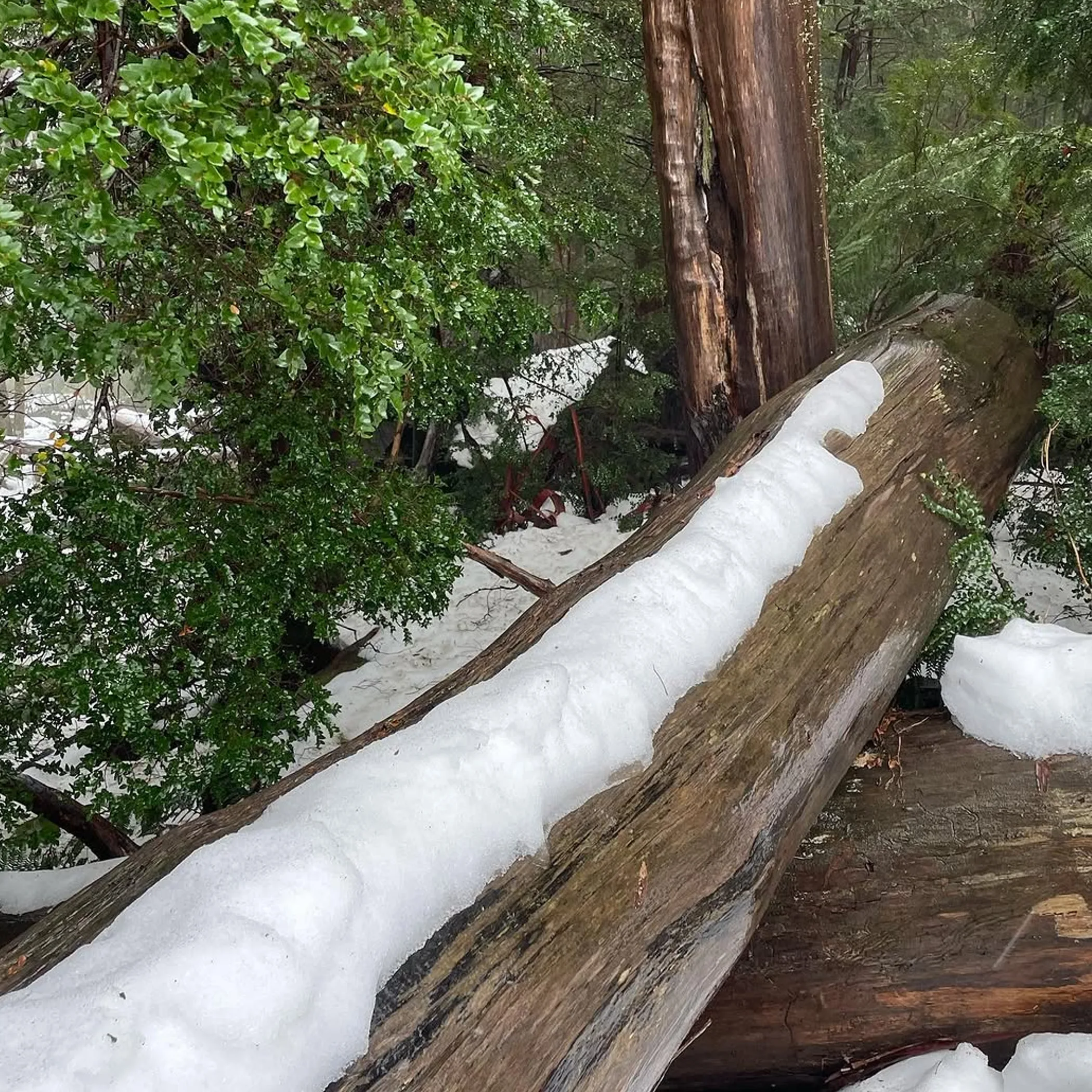 victorian alpine bush with snow