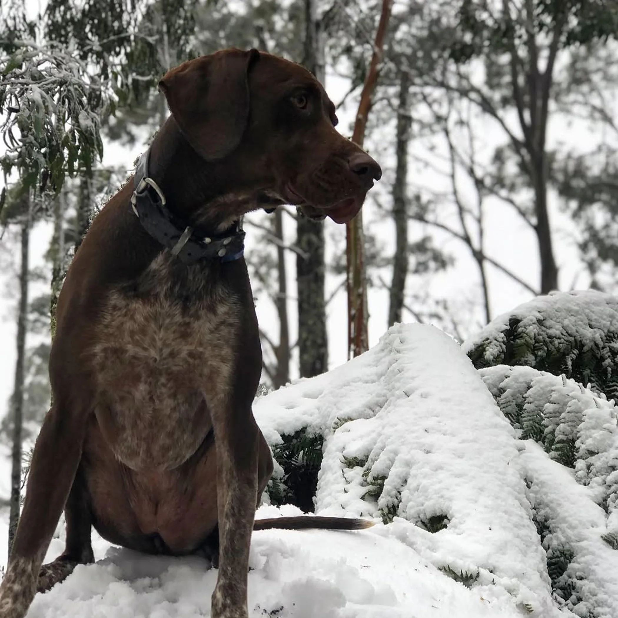 australian snow scene
