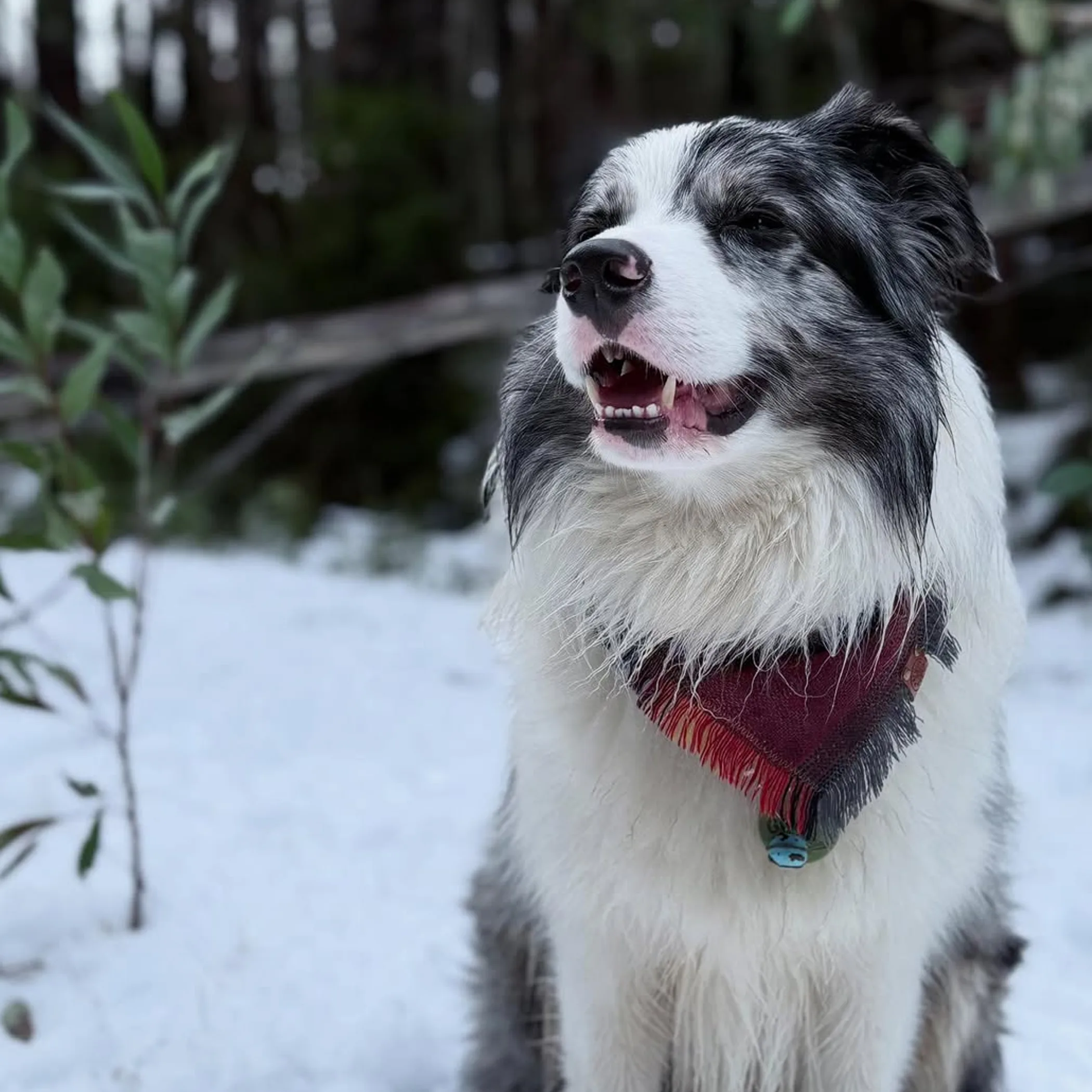 dog enjoying snowy landscape