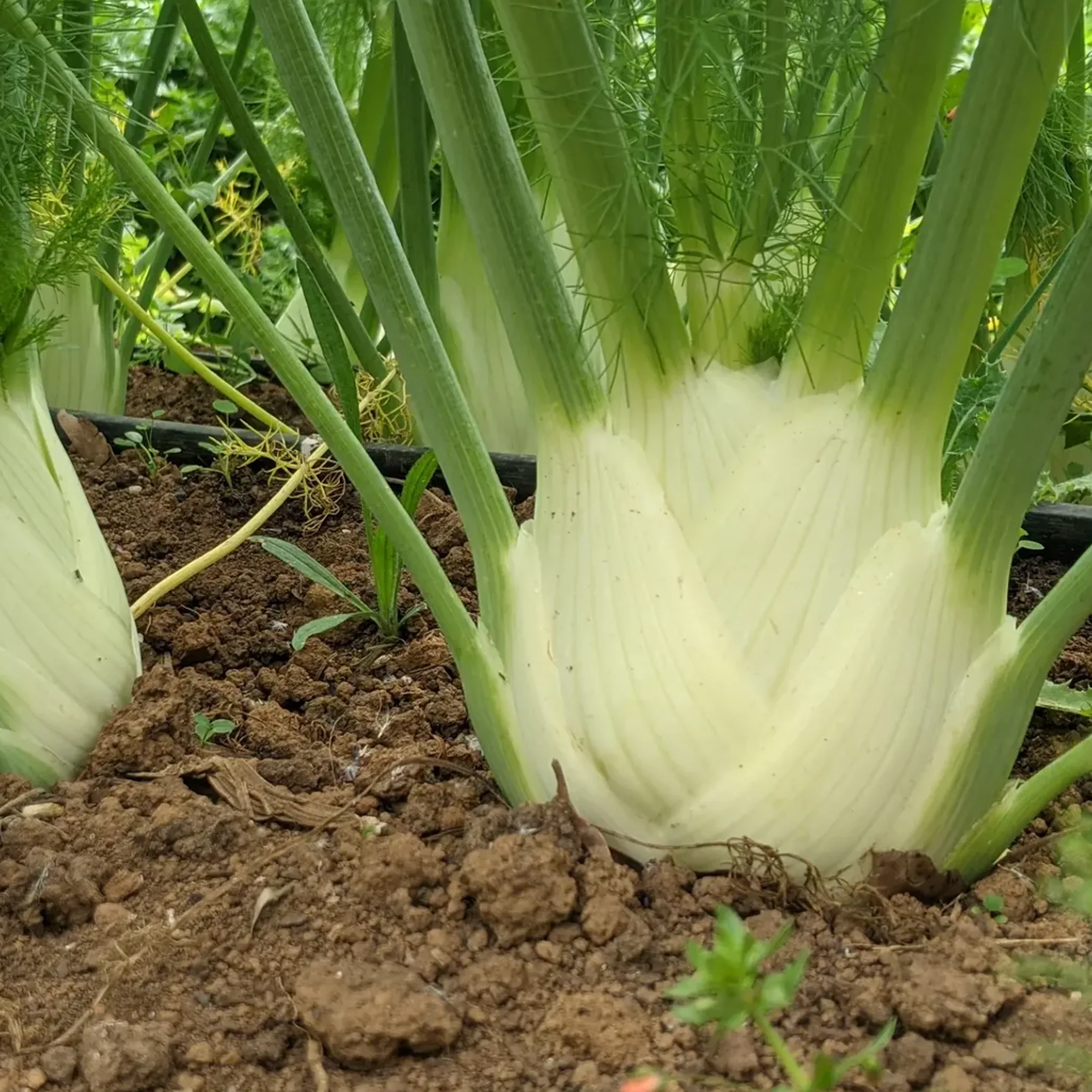 fresh fennel at farmers market
