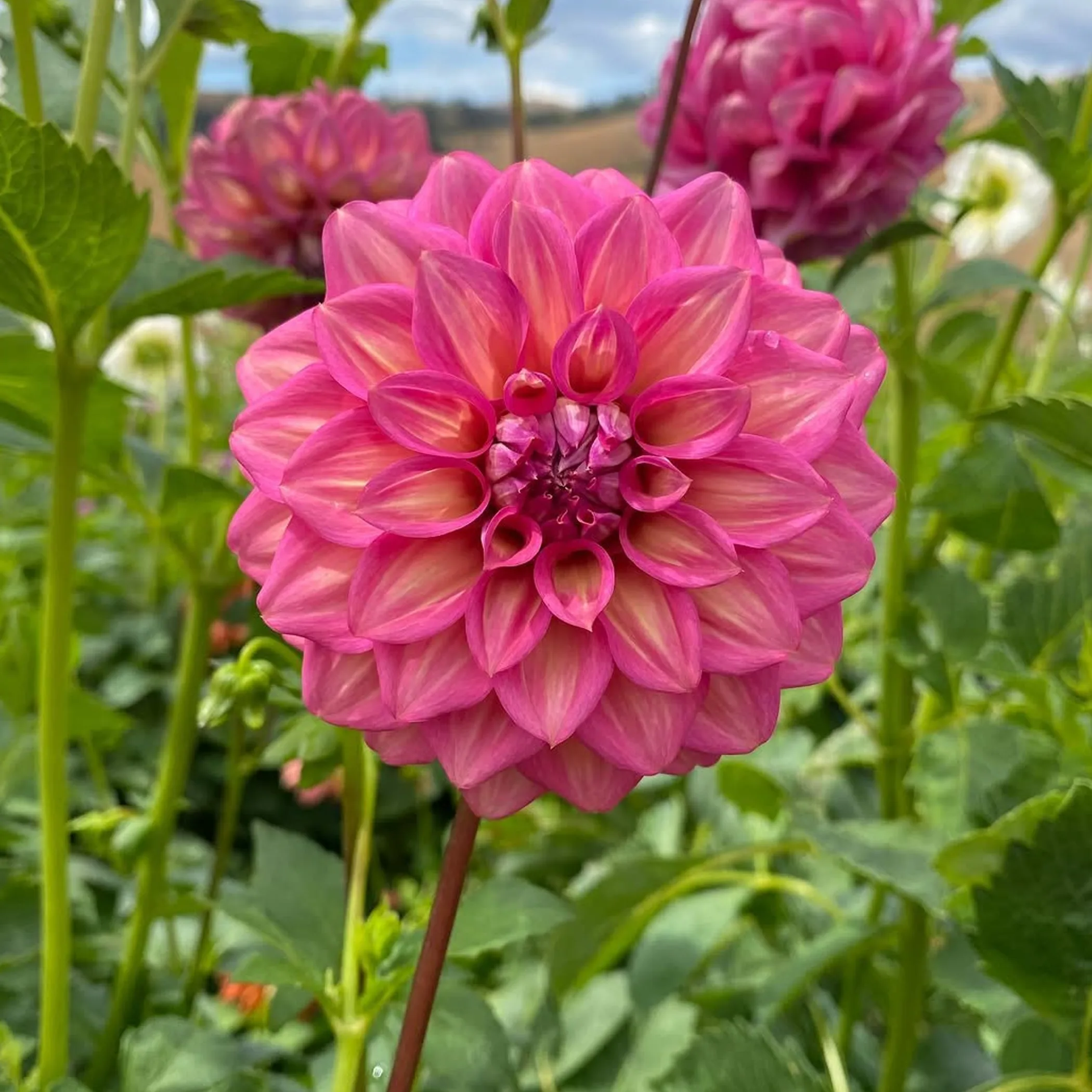 flowers at a farmers market