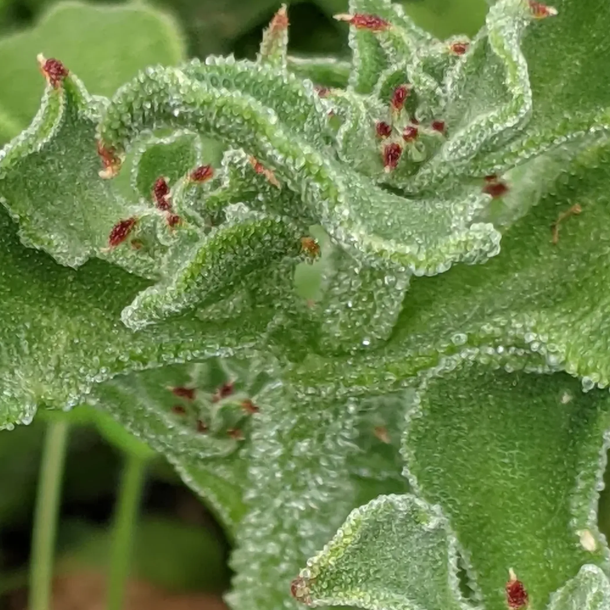 clearly visible ice plant